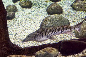 Pseudoplatystoma tigrovaya, a tiger catfish at the bottom of a reservoir among rocks