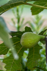 熟成したイチジク