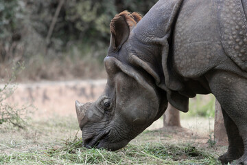 Greater One-Horned Asian Rhino (Rhinoceros unicornis) or Indian Rhino, an endangered rhinoceros...