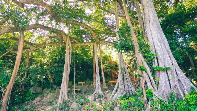 1000 years Banyan tree in Son Tra island, Da Nang, Vietnam