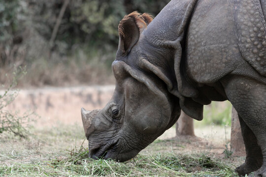 Greater One-Horned Asian Rhino (Rhinoceros unicornis) or Indian Rhino, an endangered rhinoceros native to Bhutan, India, and Nepal grazing in a field.