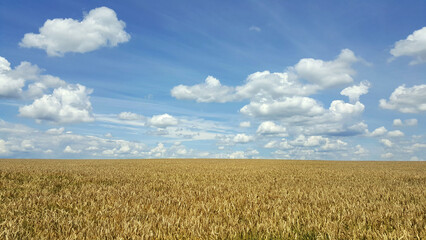 wheat field and sky agriculture  landscape Ukraine