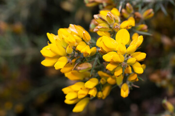 Ulex europaeus. Branches of the gorse bush with its yellow inflorescences.