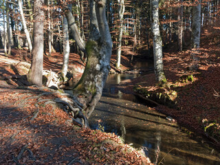 am Maisinger Bach im Herbst