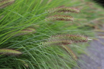 Pennisetum alopecuroides in the garden, close up.