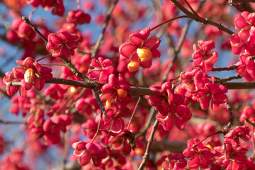 leuchtend rote Früchte des Spindelstrauches (Pfaffenhütchens) im Herbst gegen blauen Himmel bei Sonne