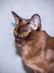 Burmese cat close-up at home. Portrait of a young beautiful brown cat.