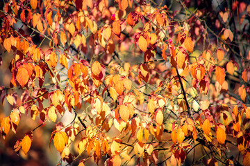 Red and orange autumn leaves background. Colorful backround image of fallen autumn leaves perfect for seasonal use. Space for text.