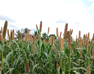 Millet plant views in a farmland, cultivation pearls millet fields.