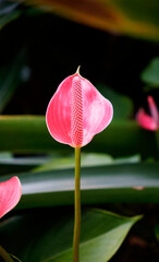Pink painter’s palette aka Anthurium andraeanum in green leaves background