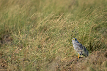 Montagu harrier male or Circus pygargus bird ground perched with eye contact in natural green grass or meadow during winter migration at tal chhapar sanctuary churu rajasthan india asia