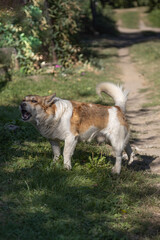 A barking dog on a dirt country road in sunshine, rural landscape scenery, Poland