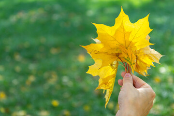 Bunch of autumn maple leaves in woman's hand.
