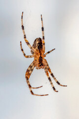 Spider on the web on white blurred background.