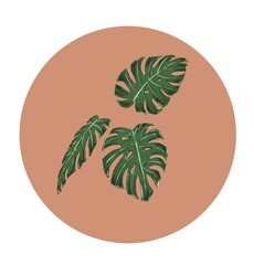 Three monstera leaves in a circle