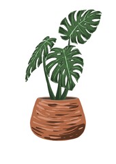 Monstera in a pot hand drawn in a flat style