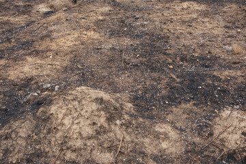 Ground scorched after the fire, close-up with the remains of burnt grass.