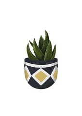 Hand drawn cactus in a pot in a flat style
