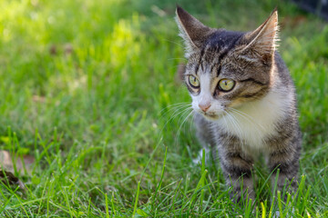 Naklejka na ściany i meble Gray and white tabby cat on green grass