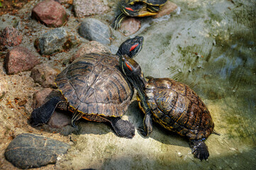 Zoo in Myslecinek quarter in Bydgoszcz, Kuyavian-Pomeranian Voivodeship, Poland.