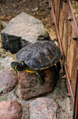 Zoo in Myslecinek quarter in Bydgoszcz, Kuyavian-Pomeranian Voivodeship, Poland.