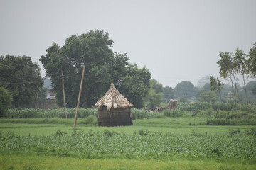 A hut in the middle of rice field