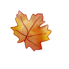 maple leaf isolated on white