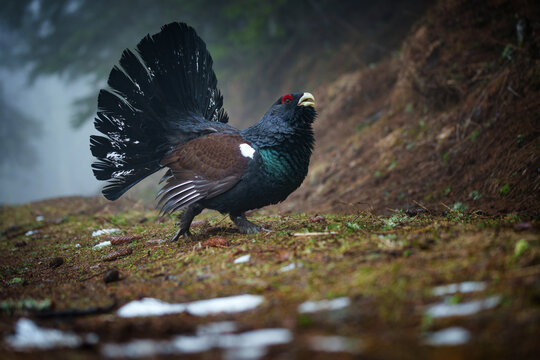 The western capercaillie is a heavy member of the grouse family and the largest of all extant grouse species