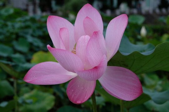 Lotus Blooms At Taipa Houses