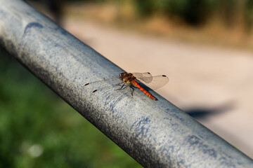 Close up of an orange dragonfly landed on the metal railing