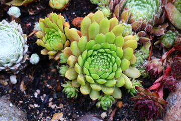 rojnik Sempervivum CALIFORNIA