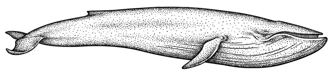 Vintage engrave isolated blue whale set illustration humpback ink sketch. Wild cachalot background line giant dolphin art © Turaev