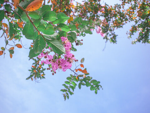 百日紅images Browse 1 523 Stock Photos Vectors And Video Adobe Stock