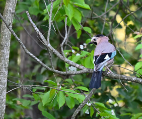 Songbirds in winter near feeders - Eurasian jay.  Bird foraging and gathering grass for a nest