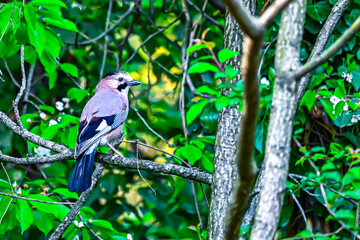 Songbirds in winter near feeders - Eurasian jay.  Bird foraging and gathering grass for a nest