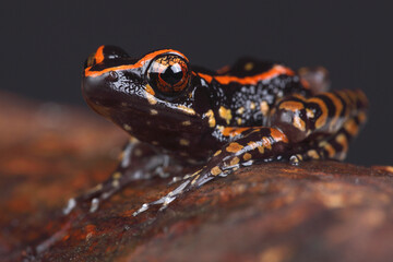 A portrait of a Striped Stream Frog
