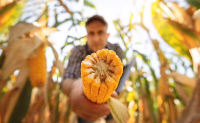 A young agronomist inspects the quality of the corn crop on agricultural land. Farmer in a corn...