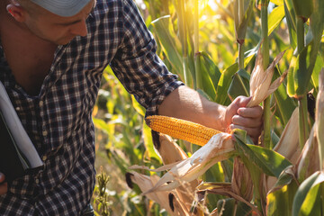 A young agronomist inspects the quality of the corn crop on agricultural land. Farmer in a corn field on a hot sunny day