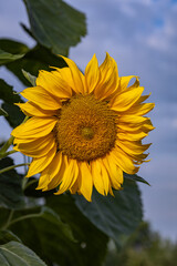 Beautiful sunflowers in a sunny day on a farmer's field, close up photography, Poland