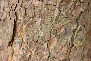 tree bark surface. natural texture background