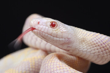 A portrait of an albino Bullsnake using its forked tongue to sense its surroundings

