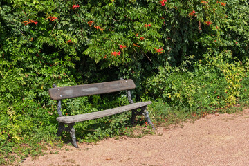 An old bench without people surrounded by greenery and flowers on a sunny day