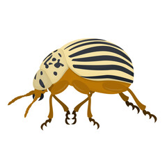 Colorado potato beetle. Insect, vector illustration