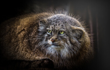 Manul or Pallas's Cat, otocolobus manul, Portrait of Adult