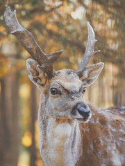 Close Up of Fallow Deer at first light