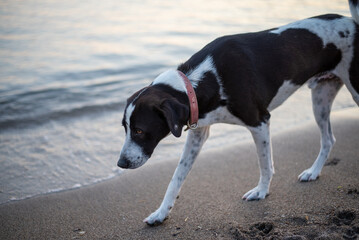 dog on beach