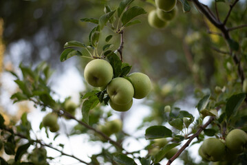 green apples on a tree