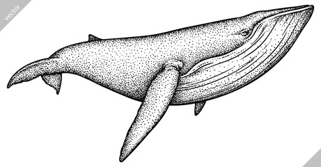 Vintage engrave isolated blue whale set illustration humpback ink sketch. Wild cachalot background line giant dolphin vector art © Turaev