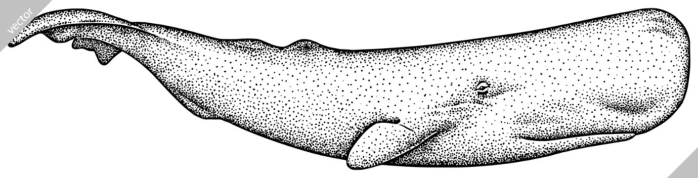 Vintage engrave isolated blue whale set illustration humpback ink sketch. Wild cachalot background line giant dolphin vector art