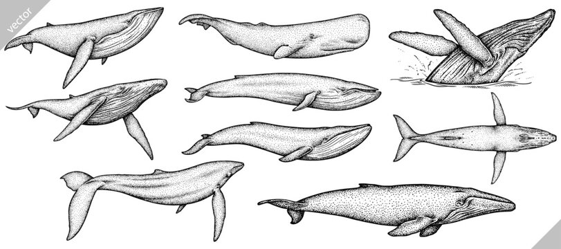 Vintage engrave isolated blue whale set illustration humpback ink sketch. Wild cachalot background line giant dolphin vector art
